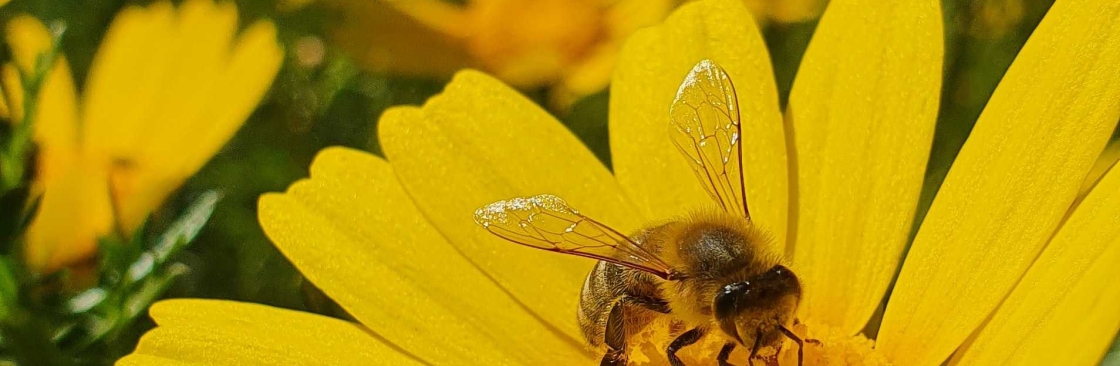 HoneyBee School and Supply and Supply Cover Image