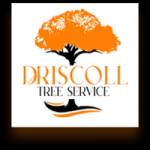 Driscoll Tree Profile Picture