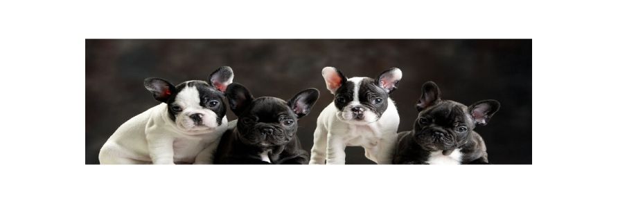 Golden Retrievers and French Bulldogs Cover Image