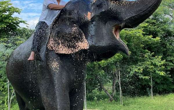 A Majestic Experience: Elephant Rides in Jaipur