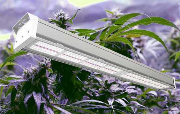Radiant Horizons: A Journey to Brighter Gardens with LED Grow Lights