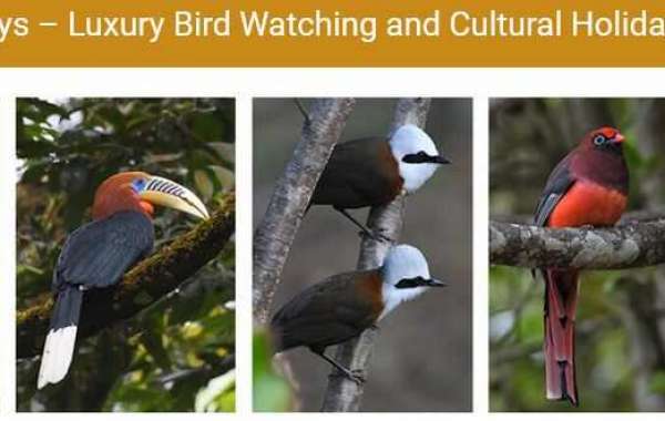 Birding Bliss: A Beginner's Guide to bird watching tours