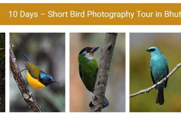 Feathered Friends: The Joy of bird watching tours