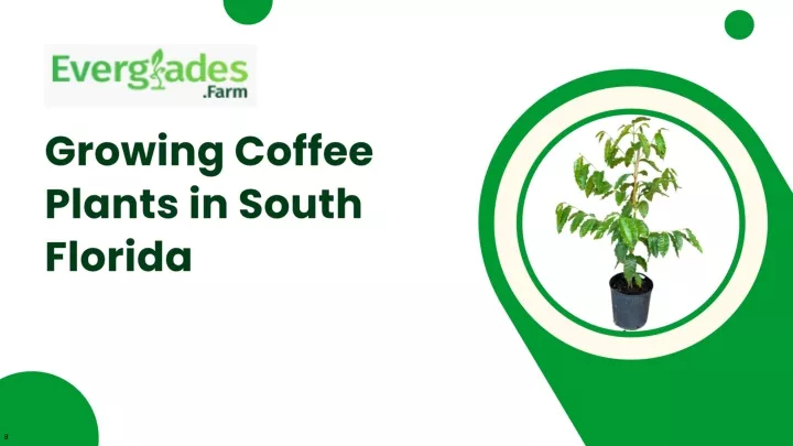 PPT - Growing Coffee Plants in South Florida PowerPoint Presentation, free download - ID:12774072