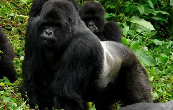 Explore Rwanda from the Heart of the USA: Unveiling Must-Visit