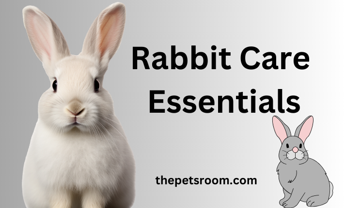 Rabbit Care Essentials - The Pets Room
