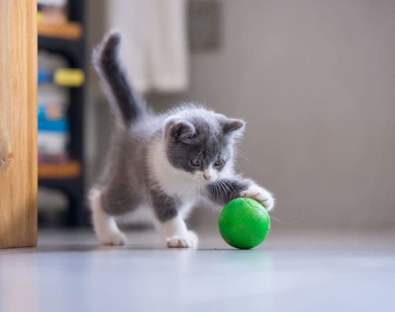 Top Factors To Consider When Selecting A Pet Cat Toy - Write for Us - ListingLog