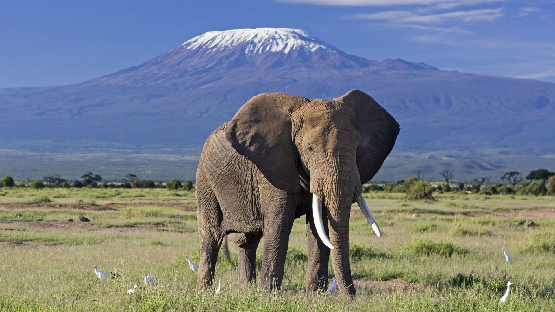 Explore the wonders of Africa: Kenya Tours and Safaris