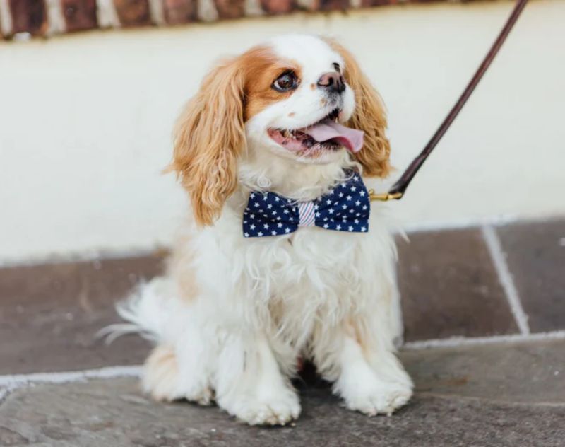 Accessorize Your Boy Dog: The Top Bow Tie Trends of The Season - admin