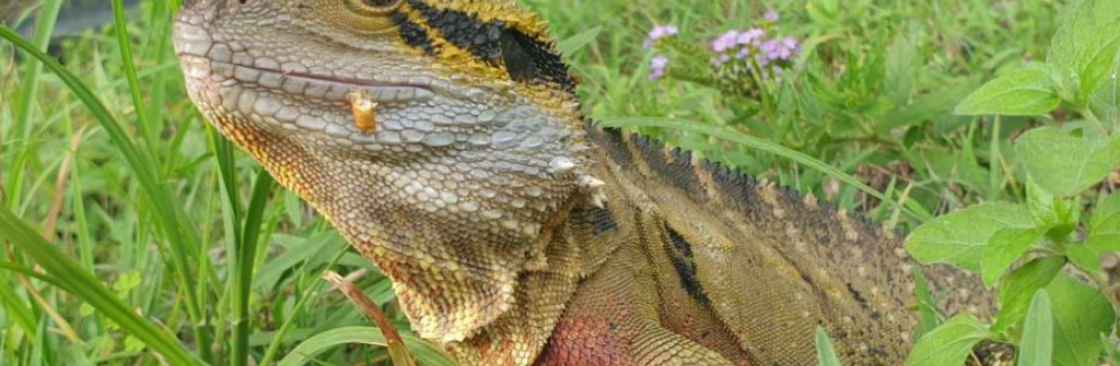 Reptile Realm Cover Image