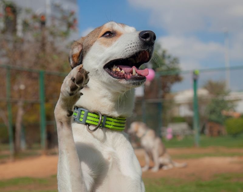 Martingale Dog Collars For Training: Effective Techniques Revealed - Technoinsert