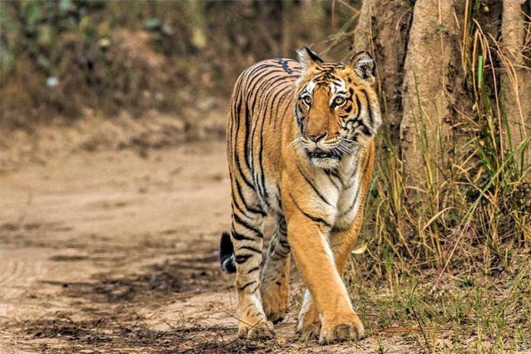 Jim Corbett National Park Profile Picture