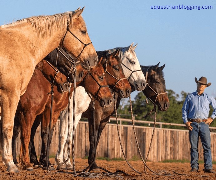 Ground Tie Horse: Mastering the Art of Obedience and Control - Equestrian Blogging