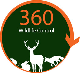 Rat Control Solutions Hampshire - Rabbit 360 Wildlife Control