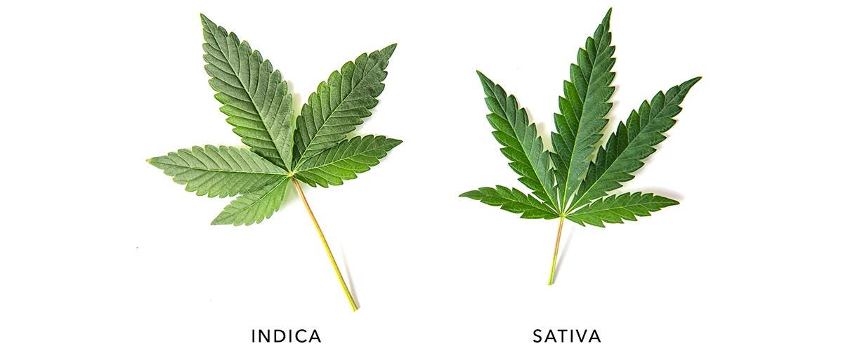 Sativa vs. Indica Effects: Choosing Your Cannabis Adventure | by CBD Armour | May, 2024 | Medium