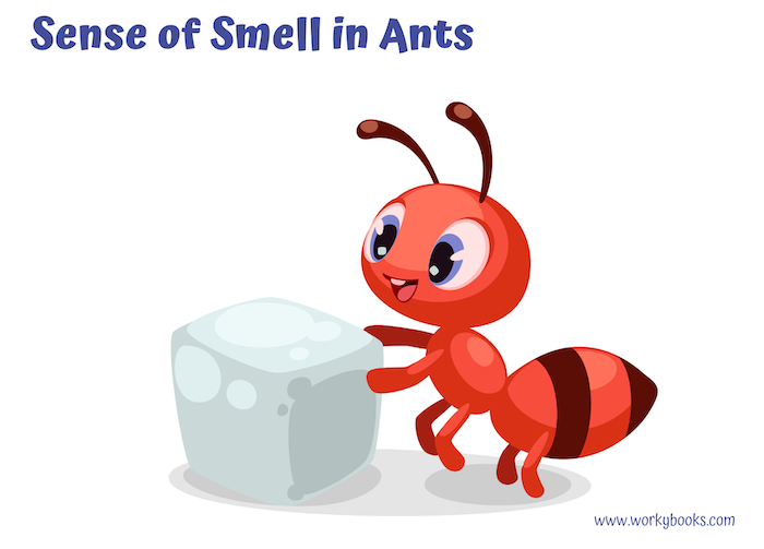 Sense of Smell in Animals- Ants | Workybooks