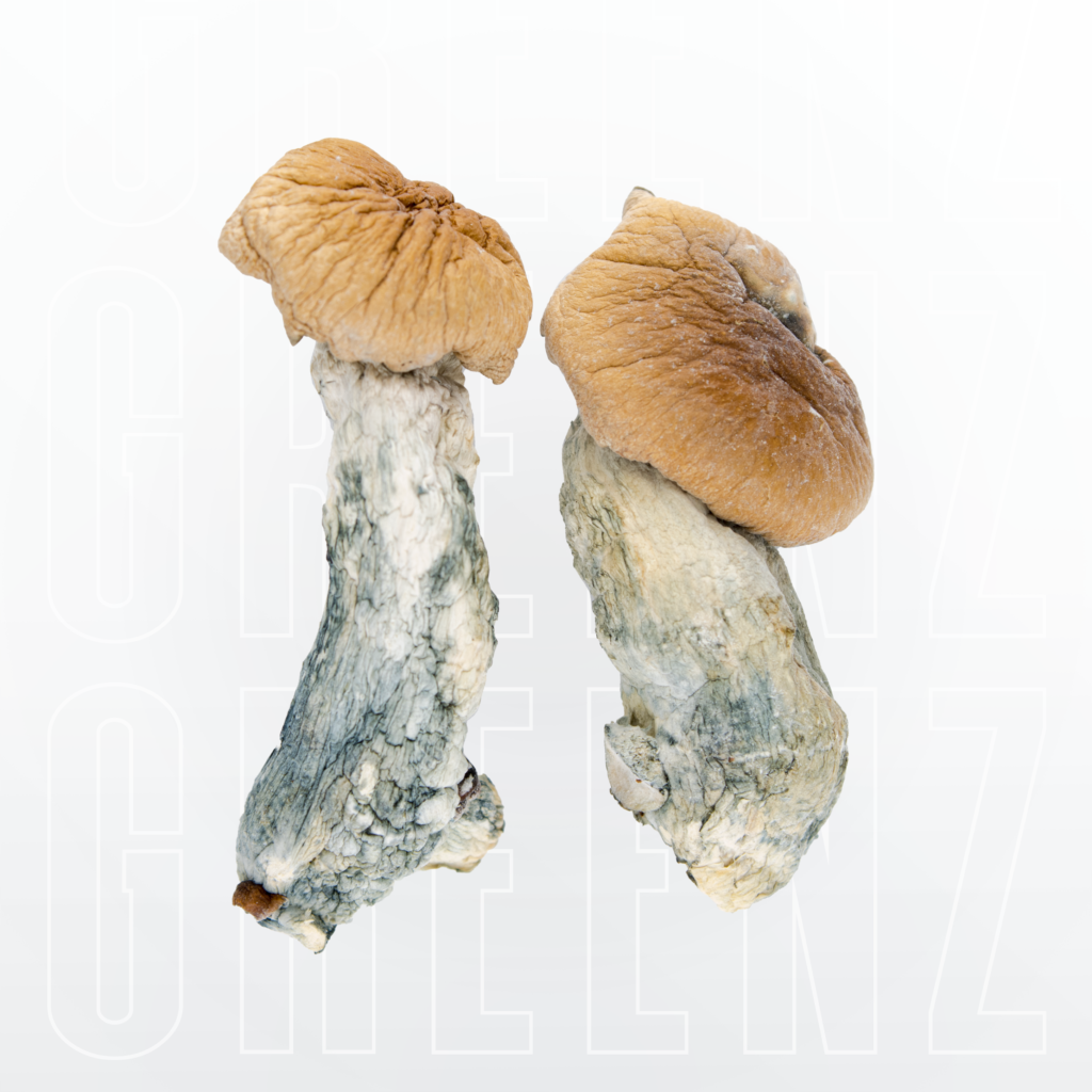 Makilla Gorilla Magic Mushrooms - Magic Mushrooms Canada