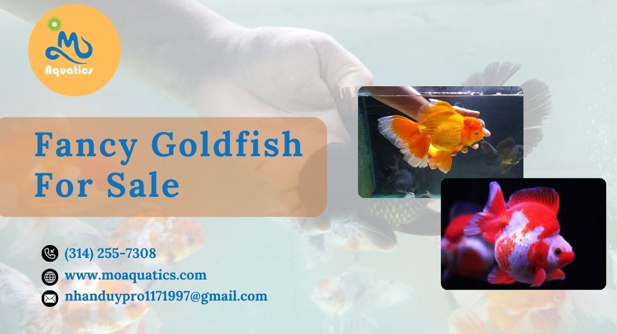 Fancy Goldfish for Sale and Buy Cardinal Shrimp Online at Mo Aquatics | by MO Aquatics | Jun, 2024 | Medium
