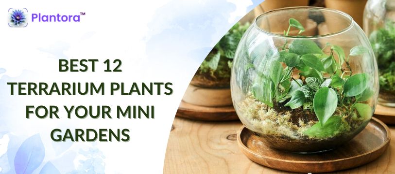 Best 12 Terrarium Plants For Your Mini Gardens - Plantora