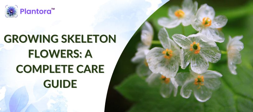 Growing Skeleton Flowers: A Complete Care Guide - Plantora