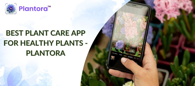 Best Plant Care App For Healthy Plants - Plantora - Plantora