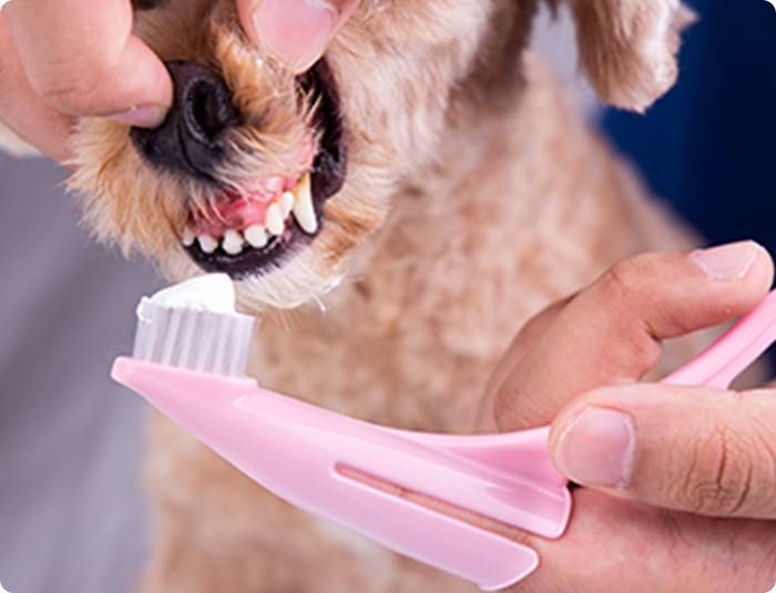 Dog Teeth Cleaning Kelowna | Dog Dental Cleaning Kelowna | Canine Dental Cleaning Kelowna | Dog Toothbrush Kelowna | ID Chip for Dogs Kelowna | Southside Pet Hospital