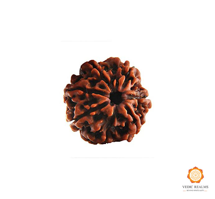 7 Mukhi Mukhi Rudraksha Price | Buy Orignal Nepali Seven Mukhi Rudraksha