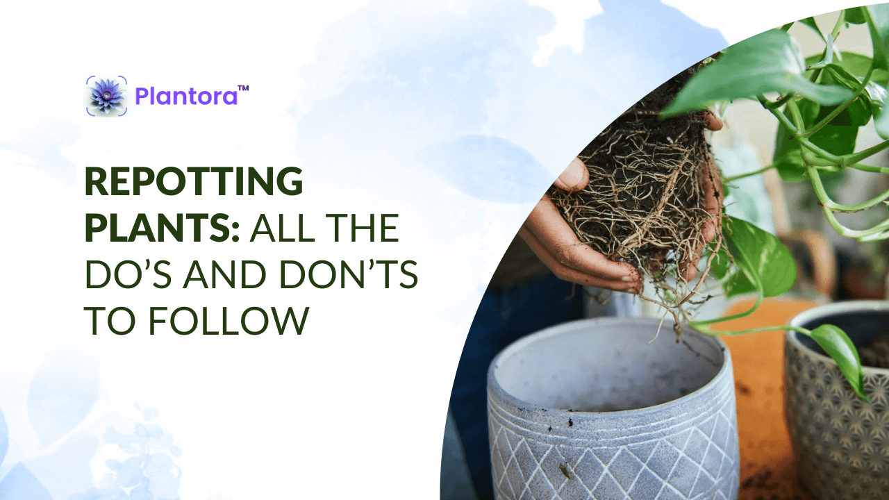 Repotting Plants: All The Do’s and Don’ts To Follow - Plantora