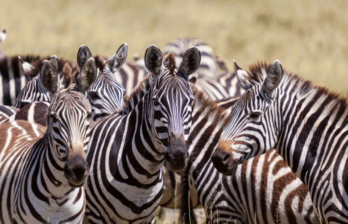 2-Day Taste of Tanzania Safari | Msangai Adventure Safaris