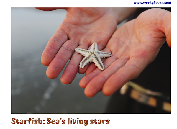 Everything You Need to Know About Starfish | Workybooks