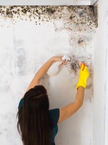 Professional Mold Inspection: Ensuring a Safe and Healthy Environment