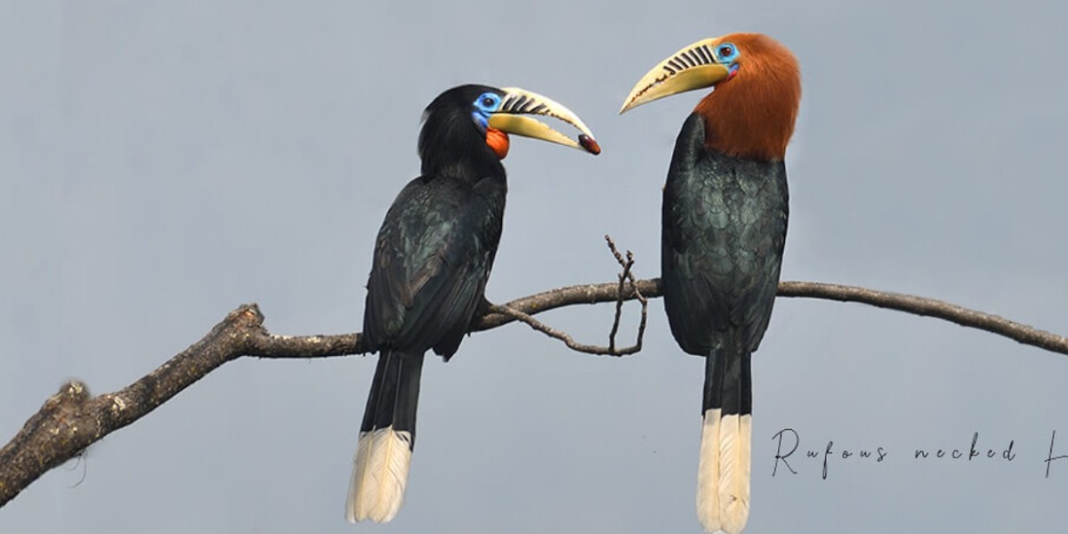 The Ultimate Bird Watching Tour in Bhutan with Langur Eco Travels