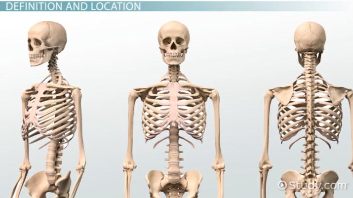 Ribs Bone Marrow Human: A Comprehensive Guide | Active Science Parts