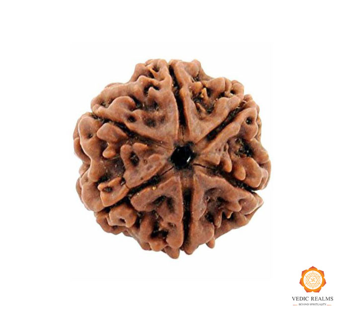 Buy 6 Mukhi/Six Mukhi Rudraksha | Orignal 6 Mukhi Rudraksha Price