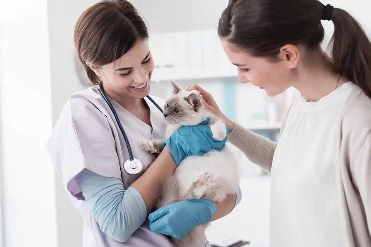 Affordable Veterinary Clinics: Balancing Cost and Care for Your Pet | by Silverado Veterinary Hospital | Jul, 2024 | Medium