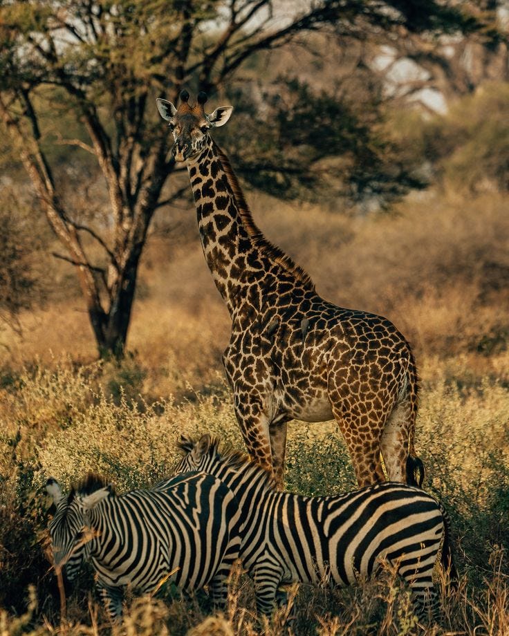 Discover Tarangire National Park: A Hidden Gem of Tanzania with Msangai Adventure Safaris | by msangaiadventure | Aug, 2024 | Medium