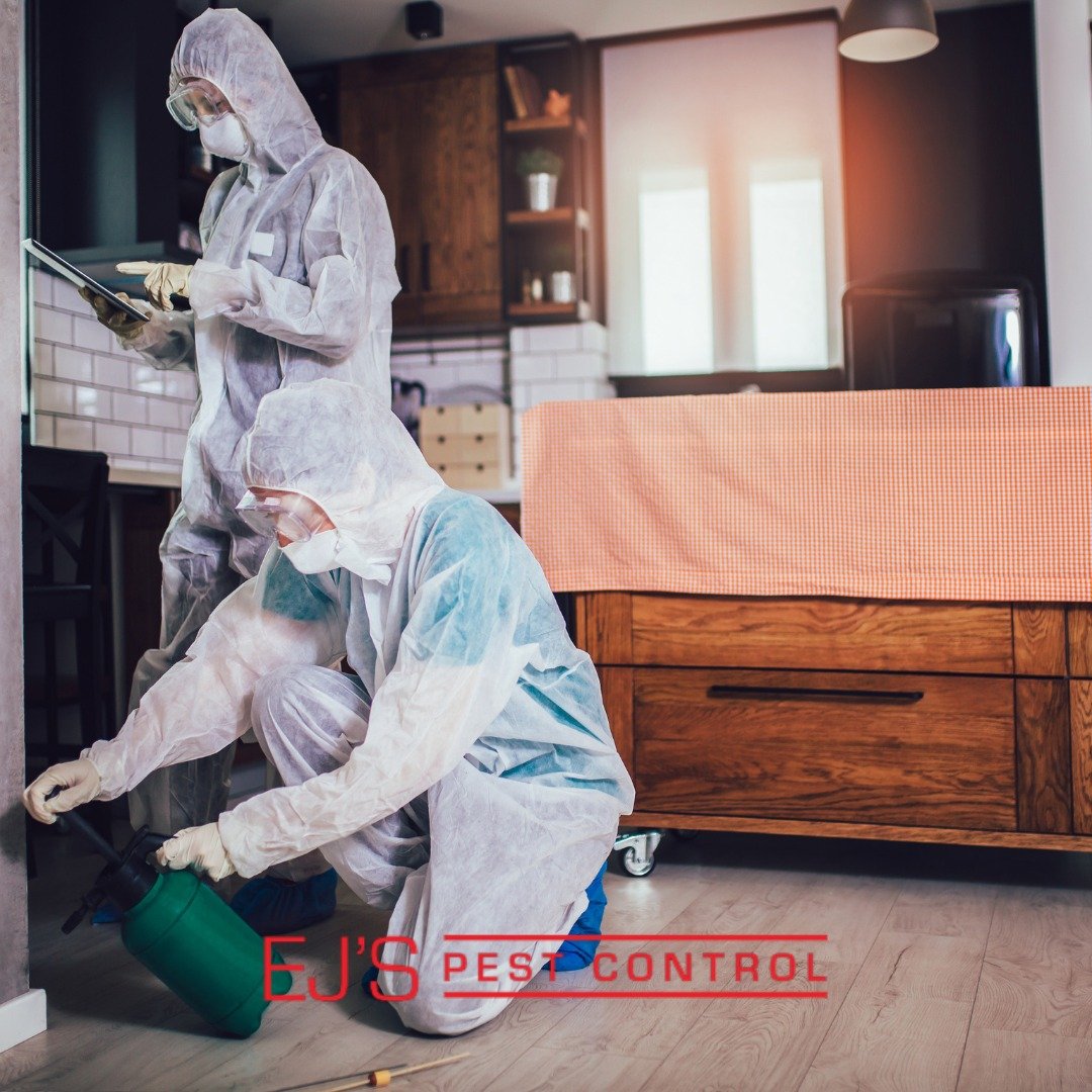 Why Should Homeowners Consider Rodent Pest Control?