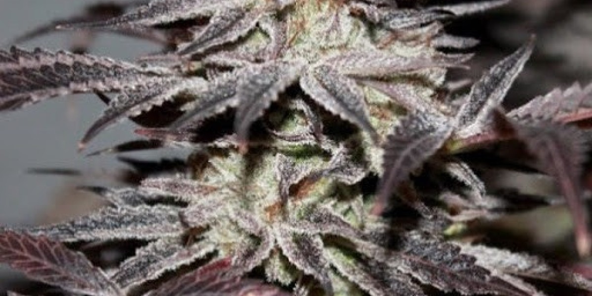 Top-Quality Cannabis Seeds for Sale at The Clone Conservatory