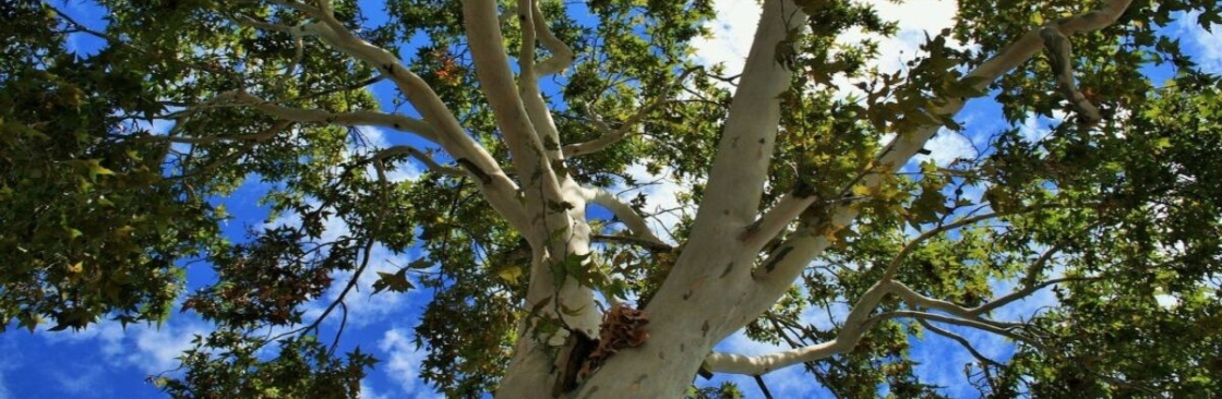 Top Point Tree Cover Image