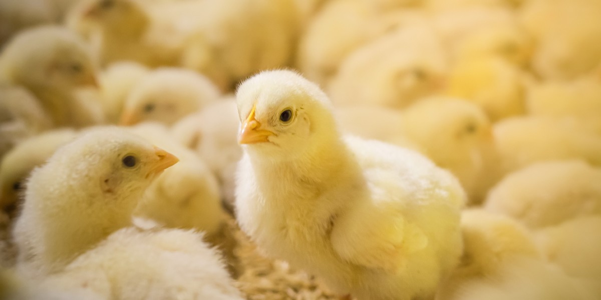 Poultry Antibiotics: The Use of Antibiotics and Balancing Benefits, Risks, and Regulations