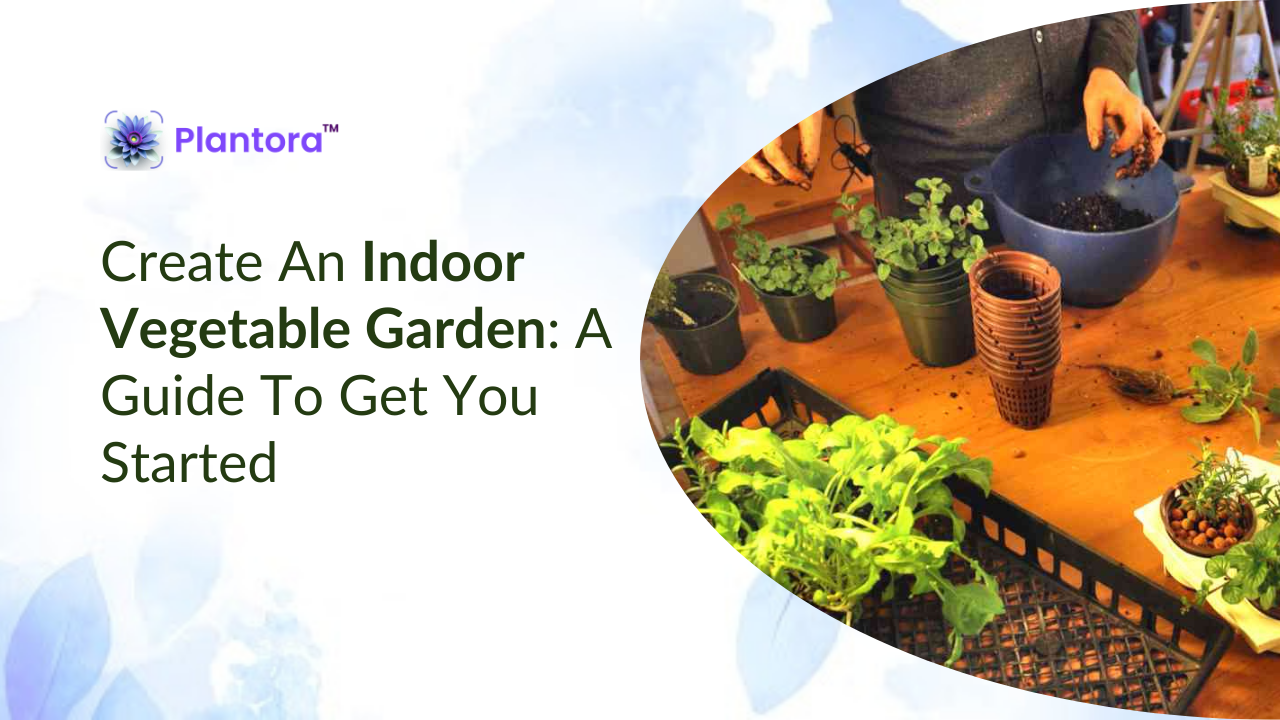 Create An Indoor Vegetable Garden: A Guide To Get You Started - Plantora