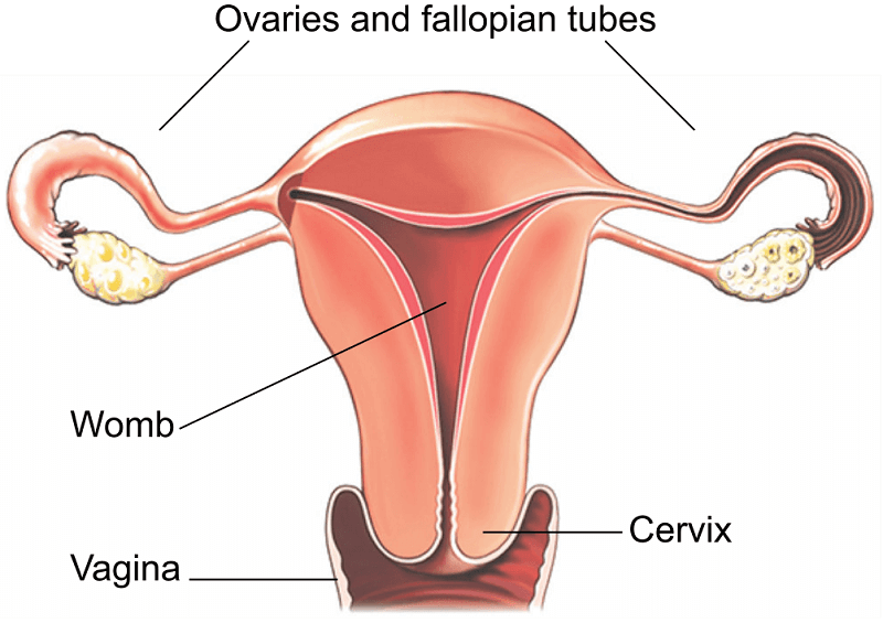 A Comprehensive Guide to Laparoscopic Hysterectomy Surgery