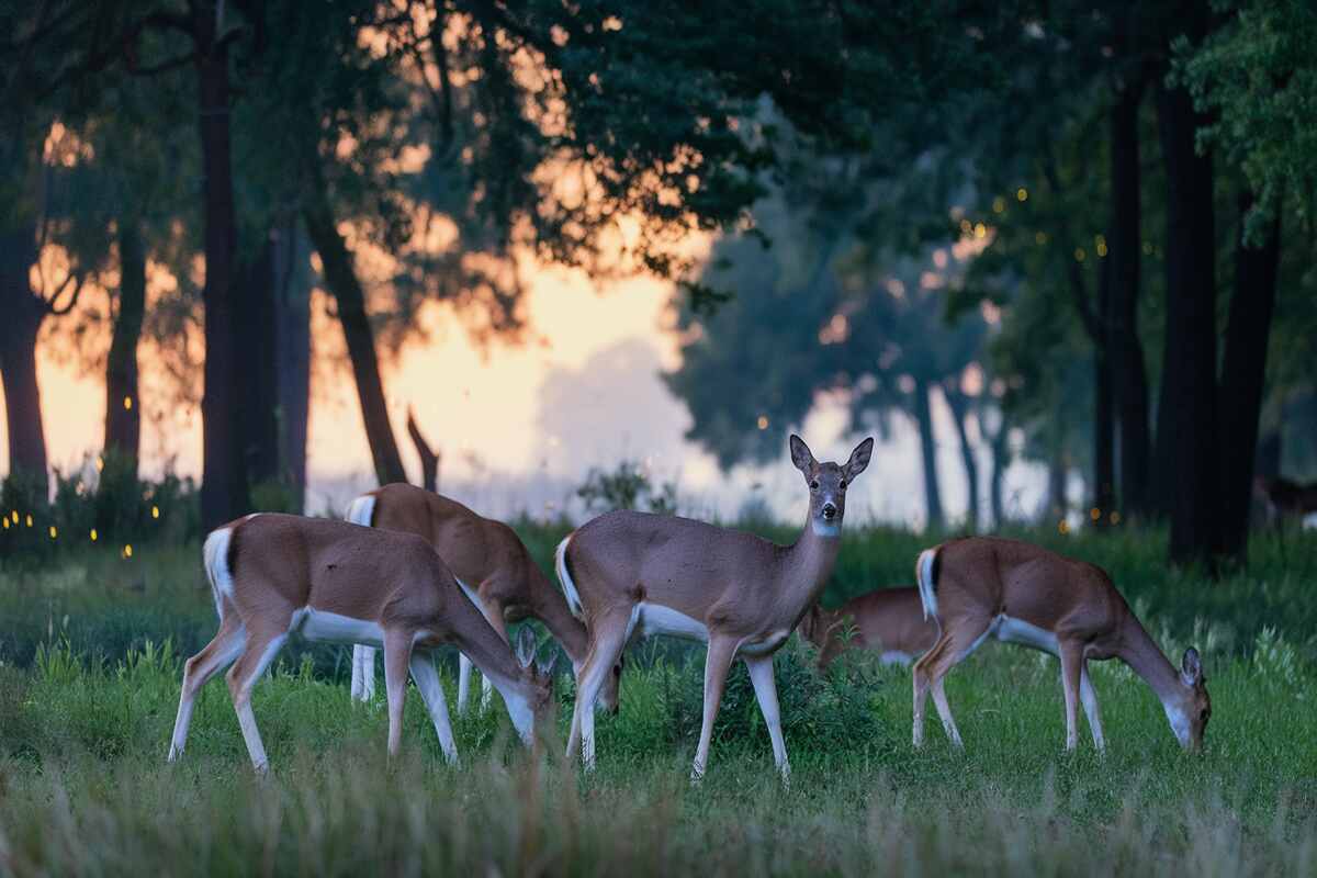 Are Deer Nocturnal? Insights into Their Night Life