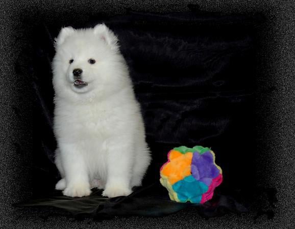 Purebred Samoyed Puppies in Lockport, IL | Samoyed Puppies for Sale | Kabeara Samoyed