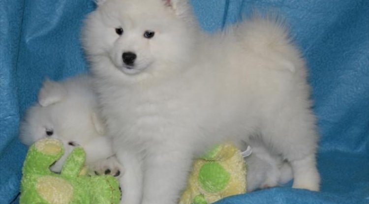 Fun-loving & Benevolent Samoyed Puppies: The Friendliest Breed Ever - Blogging AADD