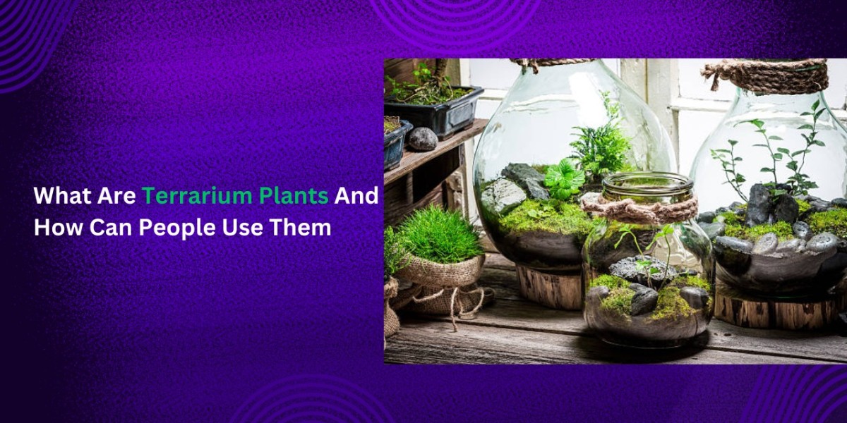 What Are Terrarium Plants And How Can People Use Them