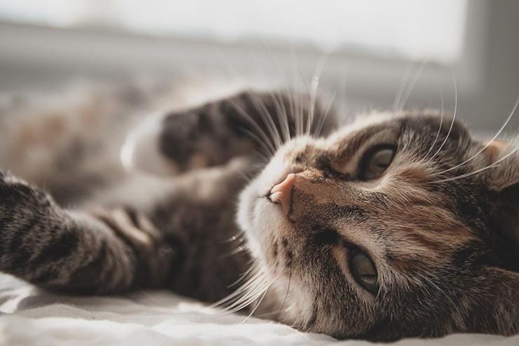 Why Specialized Cat Clinics Are the Best Choice for Your Feline Friend | by Silverado Veterinary Hospital | Aug, 2024 | Medium