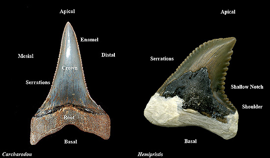 Shark Tooth : Unleash the Power of this Fierce Fossil - Daily Blog Zone