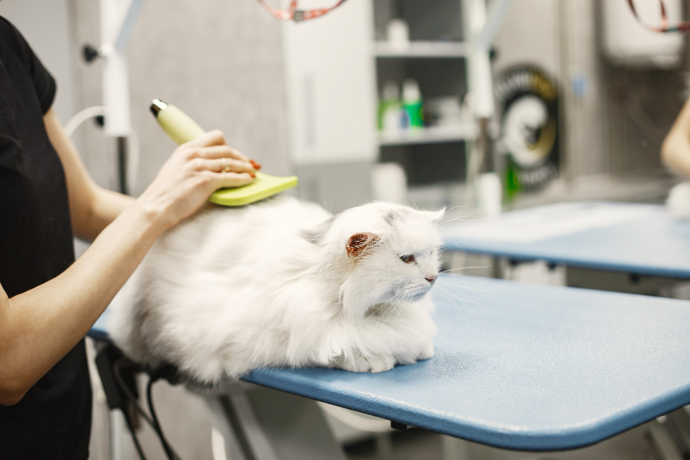 Mobile Cat Grooming Guide: A Complete Guide For Beginner - Gem Mobile Pet Grooming