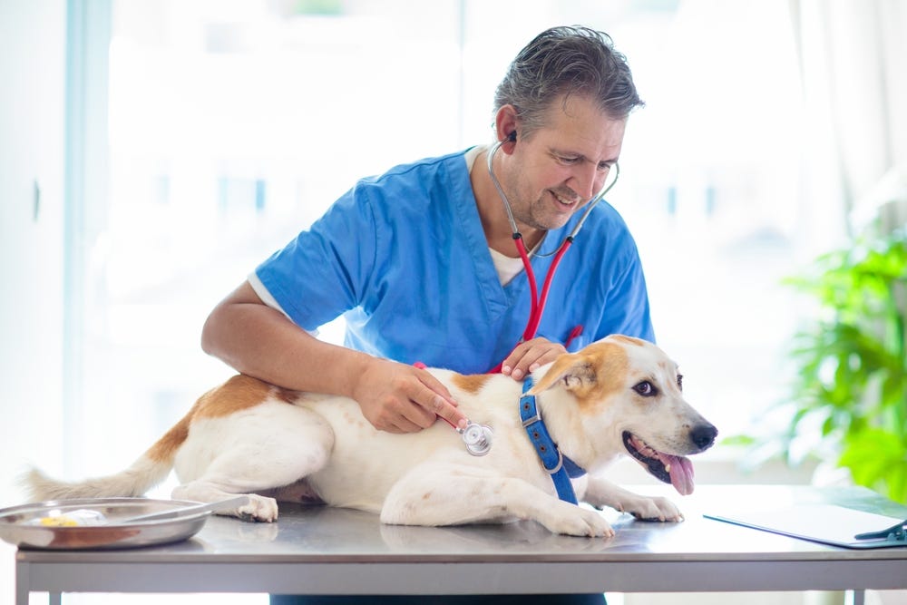 Pet Surgery Insurance: Things to Know for Calgary Pet Owners | by Silverado Veterinary Hospital | Oct, 2024 | Medium